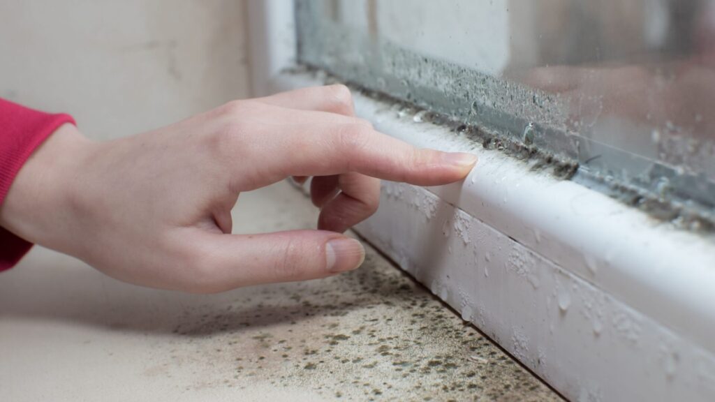 Mold Insurance